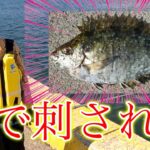 毒針を持った危険な魚に刺されました…