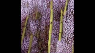 ［ソロ］＃フォートナイト＃ゼロビルド